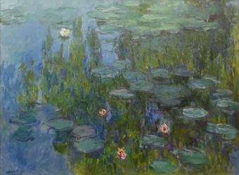 Seerosen